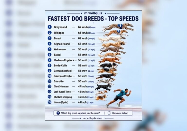 fastest dog breeds