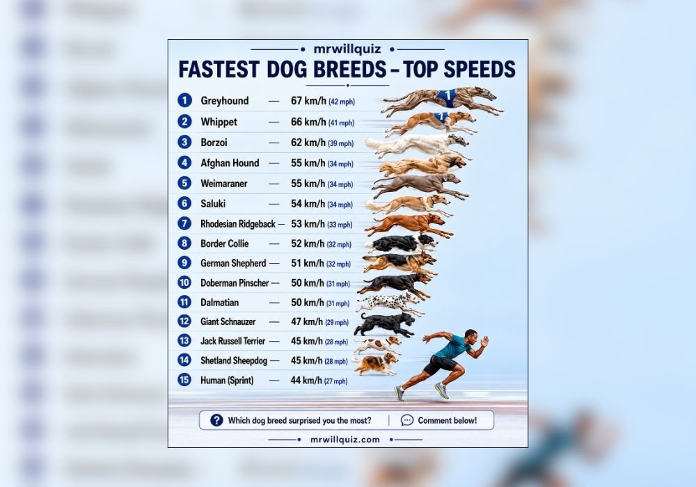 fastest dog breeds